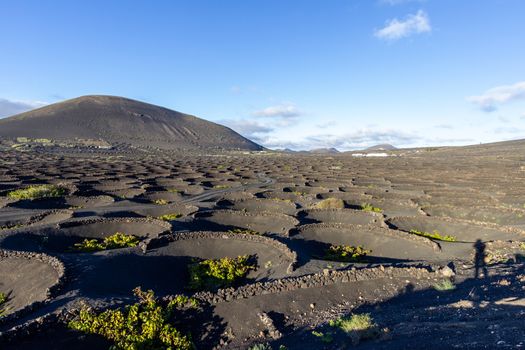 Viniculture in region La Geria on canary island Lanzarote: Vine planted in round cones in the volcanic ash surrounded with lava walls 