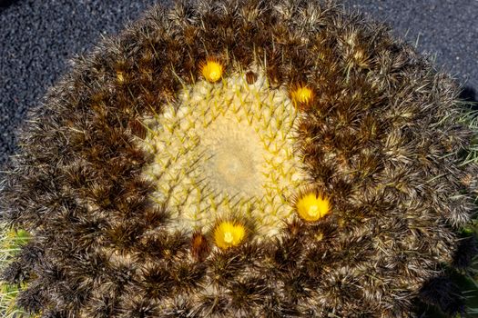 Golden barrel cactus with yellow blossom in Jardin de Cactus by Cesar Manrique on canary island Lanzarote, Spain