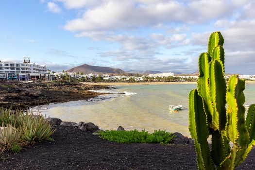 The coastline of Costa Teguise on Canary island Lanzarote, Spain with cactus in the foreground and Costa Teguise in the background