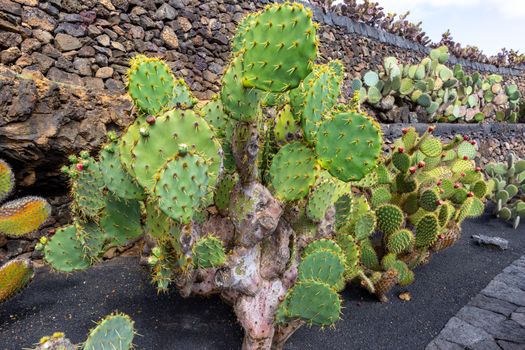 Prickly pear cactus (opuntia) with red fruits in Jardin de Cactus by Cesar Manrique on canary island Lanzarote, Spain