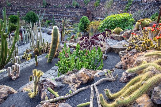 Different types of cactus in Jardin de Cactus by Cesar Manrique on canary island Lanzarote, Spain