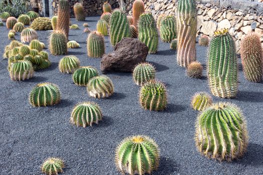 Different types of cactus in Jardin de Cactus by Cesar Manrique on canary island Lanzarote, Spain