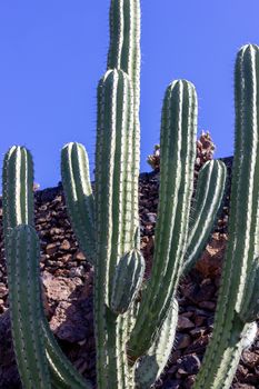 Cactus  in Jardin de Cactus by Cesar Manrique on canary island Lanzarote, Spain