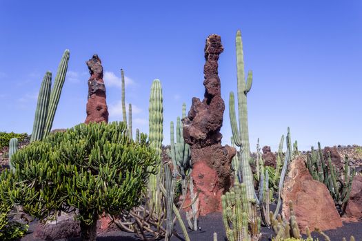 Different types of cactus and pillars of lava in Jardin de Cactus by Cesar Manrique on canary island Lanzarote, Spain