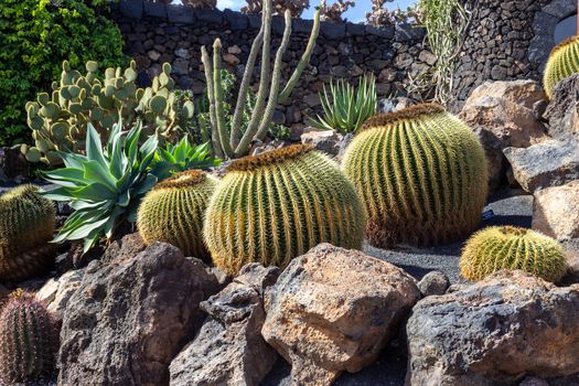 Different types of cactus in Jardin de Cactus by Cesar Manrique on canary island Lanzarote, Spain