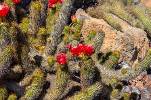 Cactus with red blossom in Jardin de Cactus by Cesar Manrique on canary island Lanzarote, Spain