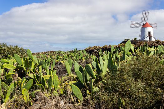 Prickly pear cactus field and windmill in the background in Jardin de Cactus by Cesar Manrique on canary island Lanzarote, Spain