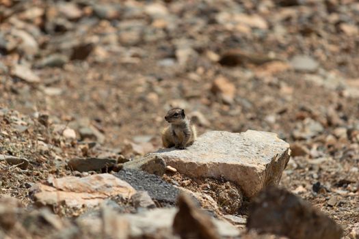 Chipmunk sitting on a stone between Betancuria and Pajara  on Fuerteventura, Spain