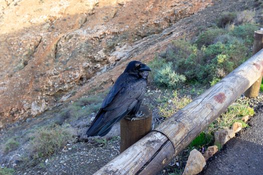 Raven bird at viewpoint mirador astronomico de Sicasumbre between Pajara and La Pared   on canary island Fuerteventura, Spain