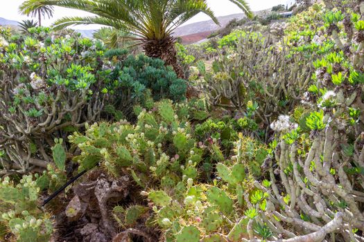 Vegetation with different cactus plants and palm trees in Betancuria on canary island Fuerteventura, Spain