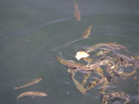 The fish are eating bread thrown into the water.