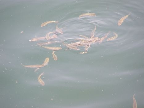 The fish are eating bread thrown into the water.
