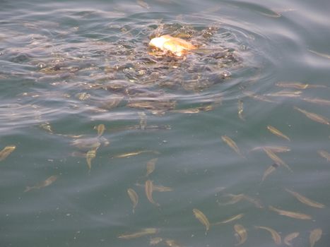 The fish are eating bread thrown into the water.