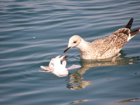 A seagull eats dead fish. Feeding seagulls in the sea.