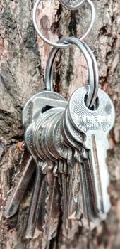 key stock with ring with tree for house