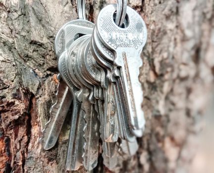 key stock with ring with tree for house