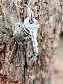 key stock with ring with tree for house