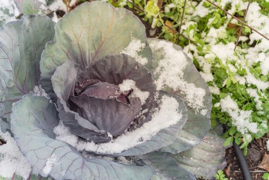 Top view red cabbage head in snow covered at community patch near Dallas, Texas, America. Organic and homegrown winter crop in raised bed garden