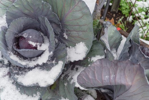 Red cabbage head in snow covered at community patch with trellis and tools near Dallas, Texas, America. Organic and homegrown winter crop in raised bed garden