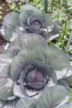 Row of organic red cabbage head in snow covered at community patch near Dallas, Texas, America. Homegrown winter crop in raised bed garden