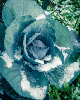 Toned photo of red cabbage head in snow covered at community patch near Dallas, Texas, America. Organic and homegrown winter crop in raised bed garden