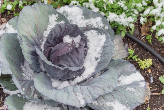 Close-up view red cabbage head in snow covered at community patch with irrigation system near Dallas, Texas, America. Organic and homegrown winter crop in raised bed garden