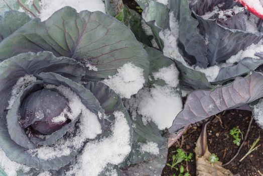 Row of organic red cabbage head in snow covered at community patch near Dallas, Texas, America. Homegrown winter crop in raised bed garden
