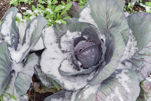 Top view red cabbage head in snow covered at community patch near Dallas, Texas, America. Organic and homegrown winter crop in raised bed garden