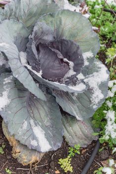 Top view red cabbage head in snow covered at community patch near Dallas, Texas, America. Organic and homegrown winter crop in raised bed garden