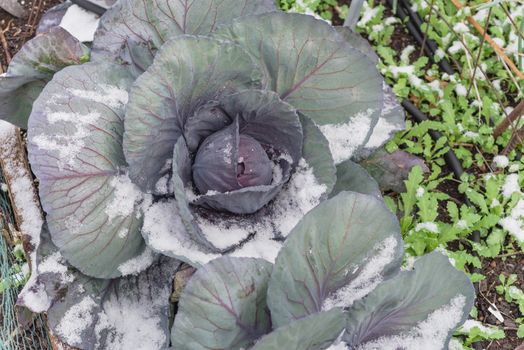 Close-up view red cabbage head in snow covered at community patch with irrigation system near Dallas, Texas, America. Organic and homegrown winter crop in raised bed garden