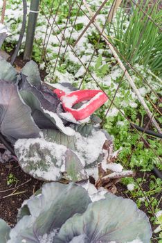 Red cabbage head in snow covered at community patch with trellis and tools near Dallas, Texas, America. Organic and homegrown winter crop in raised bed garden