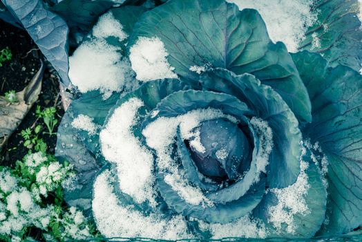 Toned photo of red cabbage head in snow covered at community patch near Dallas, Texas, America. Organic and homegrown winter crop in raised bed garden