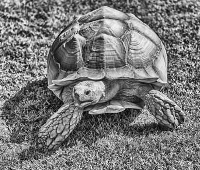 African spurred tortoise also known as sulcata tortoise, land turtle walking on the grass