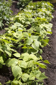  Closeup of cultivated tobacco plants (Nicotiana tabacum)