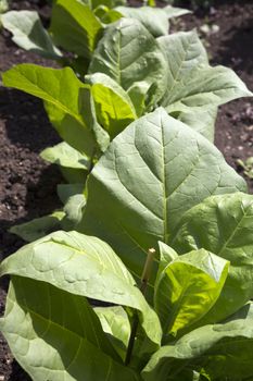  Closeup of a cultivated tobacco plant (Nicotiana tabacum)