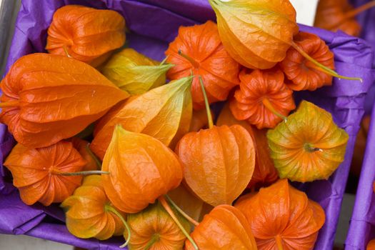 Chinese lantern (Physalis alkekengi) fruits as autumn decoration