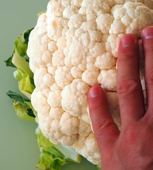 A hand touching cauliflower vegetable, close-up cauliflower,