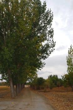 A walkway between poplar trees and yellowed poplar trees in autumn,