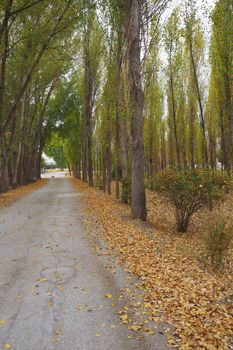 A walkway between poplar trees and yellowed poplar trees in autumn,