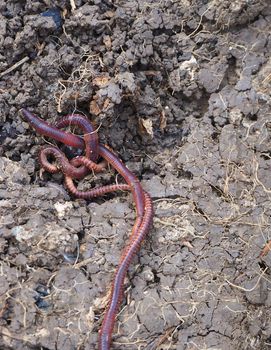 natural garden earthworms, earthworm, live earthworm,natural garden earthworms, earthworm, live earthworm,