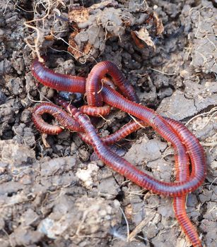 earthworms in the natural garden, the importance of worm for soil,