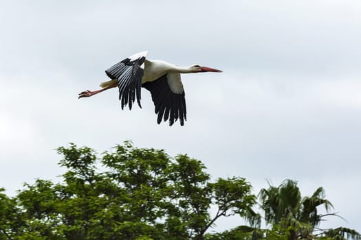 Wildlife. White stork in flight, a large marsh bird of the stork family.