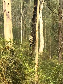 A naturally formed face in a tree