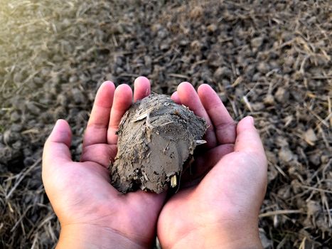 The boy's hands hold the soil loaf