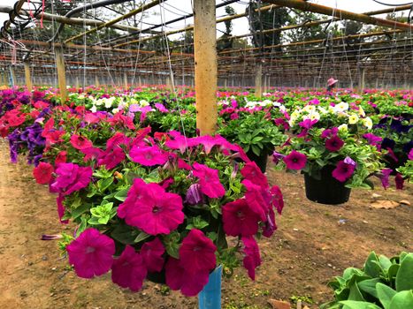 Petunia in a pot hanging in the garden