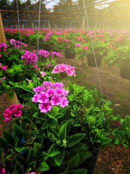 verbena in a pot hanging in the garden