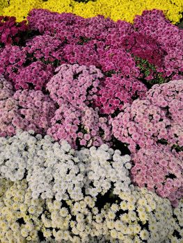 Chrysanthemum in many colors nearby