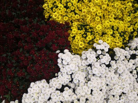 white chrysanthemum, red chrysanthemum, yellow chrysanthemum