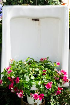 The old urinal is decorated with Pink periwinkle