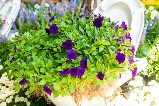 The old flush toilet is decorated with purple petunia in the garden